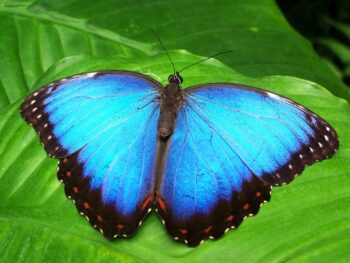 At the Naturospace in Honfleur, butterflies fly free .