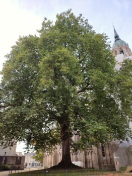 The liberty plane tree of Bayeux, Normandy