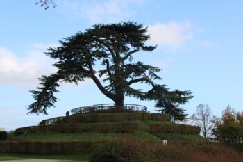 The Lebanon cedar in the d'Ornano park at the Ladies' Abbey of Caen, Normandy