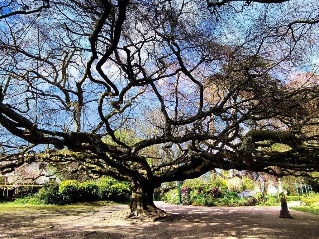 This weeping beech tree was planted around 1860 and has been declared a natural monument since 1932. It was labeled “remarkable tree of France” in 2000. It was voted the most beautiful tree in France at the end of 2023. And it competed in early 2024 for the title of European Tree of the Year (and came in 2nd place !). This unique tree measures 17 meters high and 40 meters in diameter.