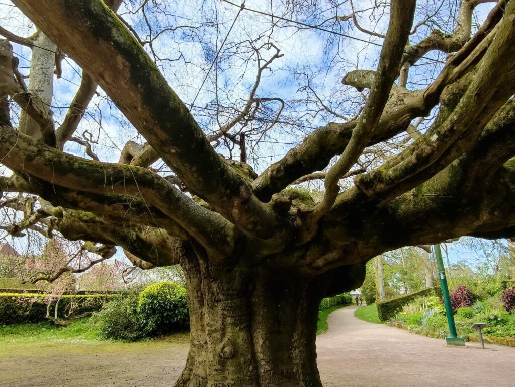 The weeping beech tree of Bayeux, Botanical Garden, Normandy